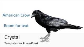  Presentation with crow - PPT layouts enhanced with crow black crow american black background and a white colored foreground