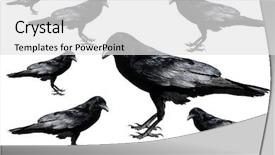  Presentation with crow - Audience pleasing theme consisting of crow crows isolated on white backdrop and a white colored foreground