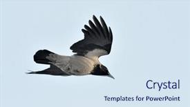  Presentation with crow - Audience pleasing slides consisting of crow flying corvus frugilegus backdrop and a sky blue colored foreground