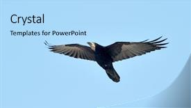  Presentation with crow - Cool new PPT theme with crow flying corvus frugilegus backdrop and a light blue colored foreground