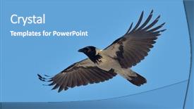  Presentation with crow - PPT layouts with crow flying corvus frugilegus background and a light blue colored foreground