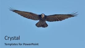  Presentation with crow - Amazing theme having crow flying corvus frugilegus backdrop and a light blue colored foreground