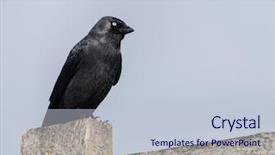  Presentation with crow - PPT layouts having crow-perched-on-a-wooden background and a lemonade colored foreground