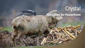  Presentation with crow - Beautiful PPT theme featuring crow pulling wool from sheep backdrop and a gray colored foreground