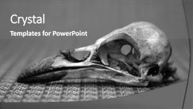  Presentation with crow - Cool new PPT theme with bone tissue - crow skull in black backdrop and a  colored foreground