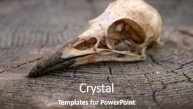  Presentation with crow - Presentation theme with crow skull on a wooden stump background and a gray colored foreground
