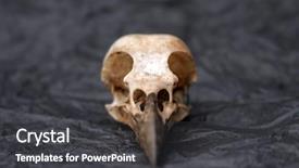  Presentation with tissue paper - Audience pleasing PPT theme consisting of  backdrop and a  colored foreground