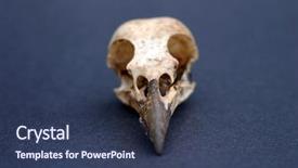  Presentation with black paper - Presentation theme featuring audubon - crow skull on black paper background and a ocean colored foreground