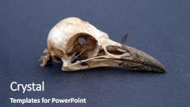  Presentation with crow - Cool new slide set with audubon - crow skull on black paper backdrop and a ocean colored foreground
