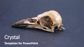  Presentation with crow - Presentation design having audubon - crow skull on black paper background and a dark gray colored foreground