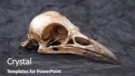  Presentation with tissue paper - PPT theme having crow skull on black tissue background and a dark gray colored foreground