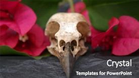  Presentation with tissue paper - Amazing slide deck having  backdrop and a  colored foreground