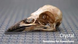 Presentation with crow - Amazing PPT theme having audubon - crow skull on blue pattern backdrop and a gray colored foreground