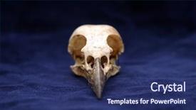  Presentation with crow - Presentation having animal skeleton - crow skull on blue velvet background and a navy blue colored foreground