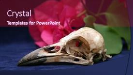  Presentation with pink blue - Beautiful slide set featuring crow-skull-on-blue-velvet backdrop and a violet colored foreground
