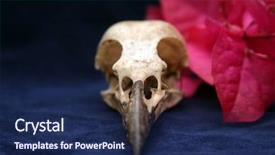  Presentation with crow - Amazing theme having crow skull on blue velvet with flowers backdrop and a navy blue colored foreground
