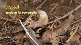  Presentation with crow - Slide set consisting of crow-skull-on-ground background and a tawny brown colored foreground