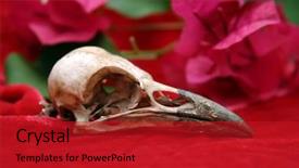  Presentation with pink green - Audience pleasing presentation consisting of crow-skull-on-red-velvet backdrop and a crimson colored foreground