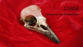  Presentation with crow - PPT layouts consisting of audubon - crow skull on red velvet background and a crimson colored foreground