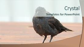  Presentation with crow - Slide deck featuring crow standing on a table background and a sky blue colored foreground