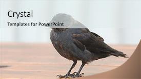  Presentation with crow - Beautiful PPT layouts featuring crow standing on a table backdrop and a sky blue colored foreground