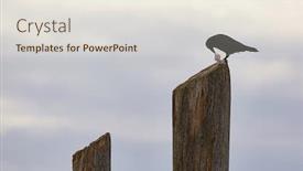  Presentation with crow - Amazing presentation design having crow-with-a-piece backdrop and a sky blue colored foreground
