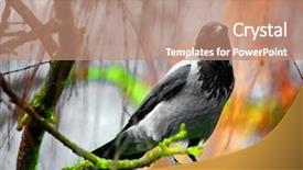  Presentation with crow - Slides consisting of crow background and a coral colored foreground