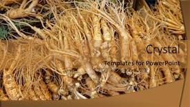  Presentation with ginseng - Beautiful slide deck featuring crowd of real ginseng backdrop and a gold colored foreground