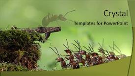  Presentation with ants - Slides consisting of action cartoon - crowd of red ants speaker background and a seafoam green colored foreground