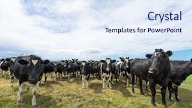  Presentation with pasture - Theme having crowded cows in green pasture in blue sky background and a sky blue colored foreground