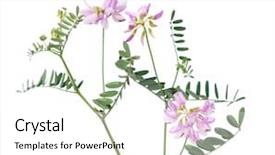  Presentation with focus - Cool new slide set with crown head - securigera varia isolated on white backdrop and a white colored foreground