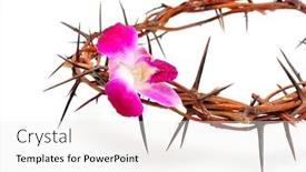  Presentation with thorns - Colorful slides enhanced with crown made of thorns and flower isolated on white background backdrop and a white colored foreground