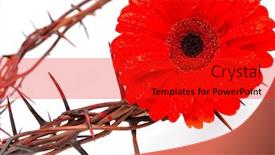  Presentation with thorns - PPT theme featuring crown made of thorns and flower isolated on white background background and a red colored foreground
