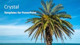  Presentation with palm tree - Colorful presentation theme enhanced with crown-of-a-palm-tree backdrop and a teal colored foreground