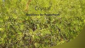  Presentation with needles - Audience pleasing PPT layouts consisting of stone pine lat pinus pinea backdrop and a gold colored foreground