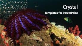  Presentation with crown thorns - Amazing PPT layouts having crown-of-thorns starfish eating backdrop and a black colored foreground