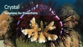  Presentation with crown thorns - Cool new slides with crown-of-thorns starfish eats backdrop and a ocean colored foreground