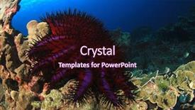  Presentation with thorns - Presentation theme consisting of crown-of-thorns starfish feeds background and a wine colored foreground