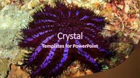  Presentation with thorns - Presentation theme featuring crown-of-thorns starfish background and a wine colored foreground
