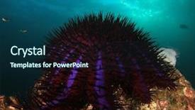  Presentation with thorns - Slide set consisting of crown-of-thorns starfish background and a navy blue colored foreground