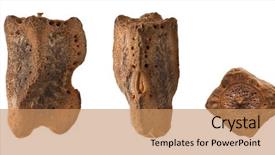  Presentation with insect animation - Presentation theme enhanced with crown stick insect's eggs background and a coral colored foreground