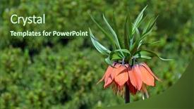  Presentation with crown - Presentation theme consisting of crowned - fritillaria imperialis crown imperial imperial background and a tawny brown colored foreground