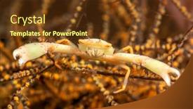  Presentation with crab - Cool new theme with crowned-coral-crab backdrop and a tawny brown colored foreground