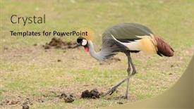  Presentation with port cargo crane ship - Cool new slide set with crowned-crane-balearica-regulorum backdrop and a yellow colored foreground