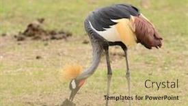  Presentation with crane - Presentation theme consisting of crowned-crane-balearica-regulorum background and a coral colored foreground