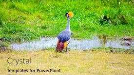  Presentation with crane - Colorful PPT theme enhanced with crowned-crane-is-an-omnivorous backdrop and a yellow colored foreground