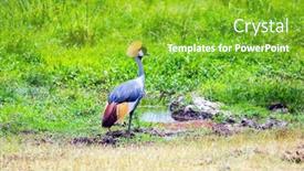  Presentation with crane - PPT theme consisting of crowned-crane-looking-for-food background and a shamrock green colored foreground