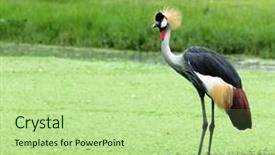  Presentation with crane - Audience pleasing PPT layouts consisting of crowned crane on green blur background backdrop and a mint green colored foreground