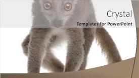  Presentation with lemur - PPT layouts featuring crowned-lemur-eulemur-coronatus-2 background and a light gray colored foreground