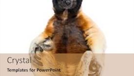  Presentation with white pigeon against the blue - Cool new theme with crowned-sifaka-sitting-against-white backdrop and a gold colored foreground